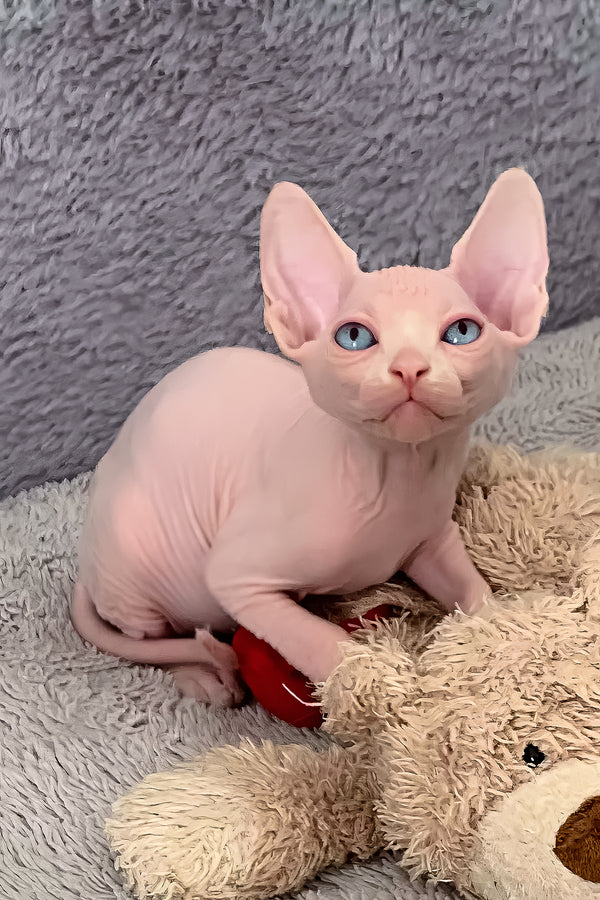 Sam | Canadian Sphynx Kitten