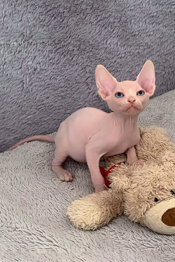 Sam | Canadian Sphynx Kitten