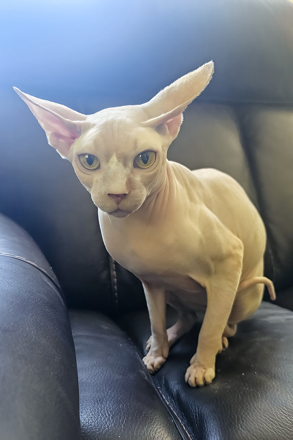 Simba | Canadian Sphynx Kitten