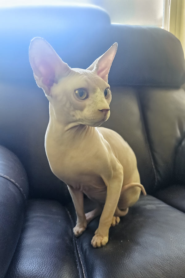Simba | Canadian Sphynx Kitten