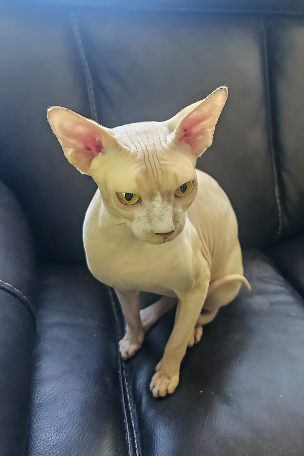 Simba | Canadian Sphynx Kitten