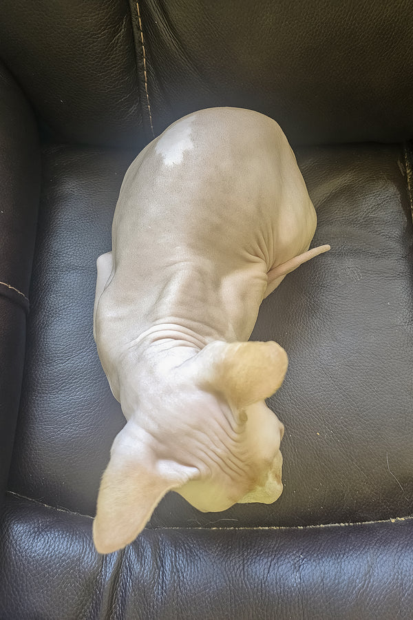 Simba | Canadian Sphynx Kitten