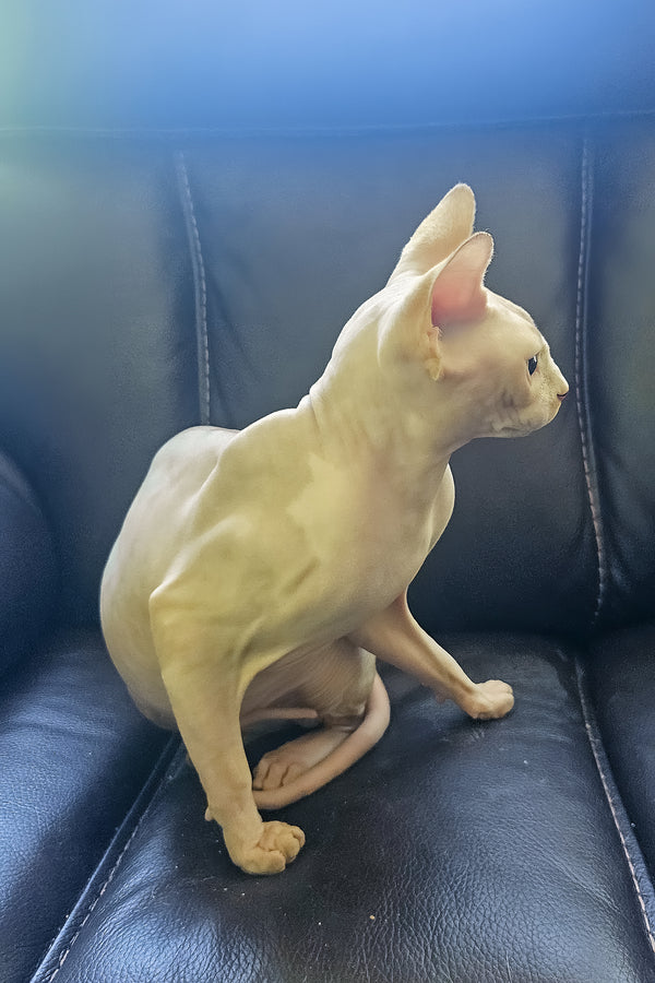 Simba | Canadian Sphynx Kitten