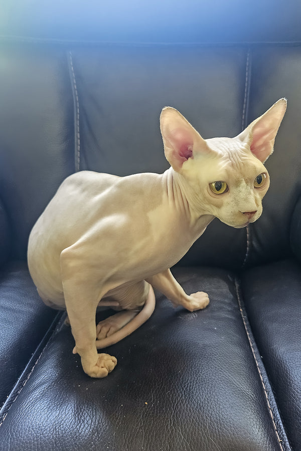 Simba | Canadian Sphynx Kitten