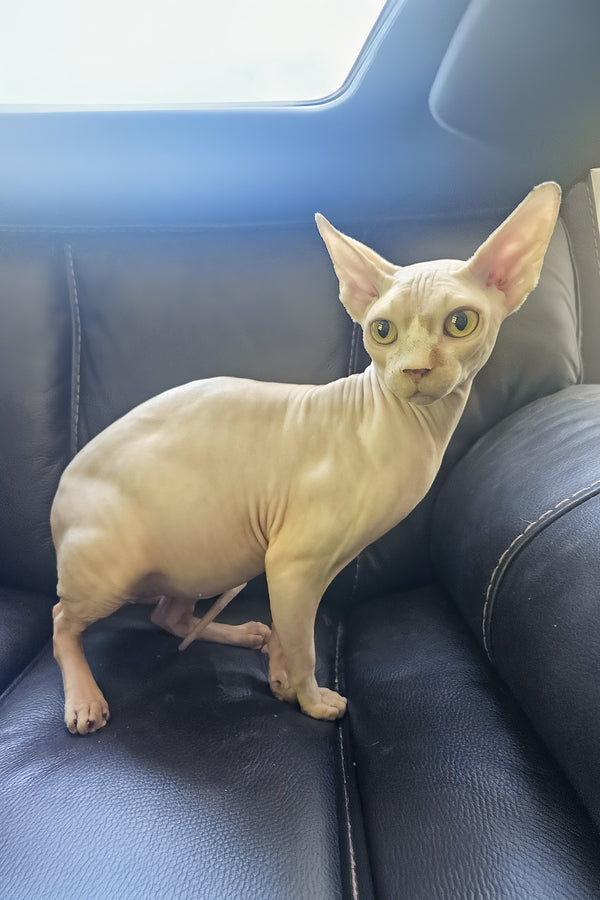 Simba | Canadian Sphynx Kitten
