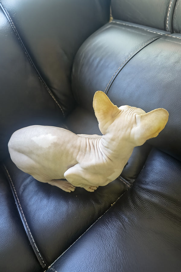 Simba | Canadian Sphynx Kitten