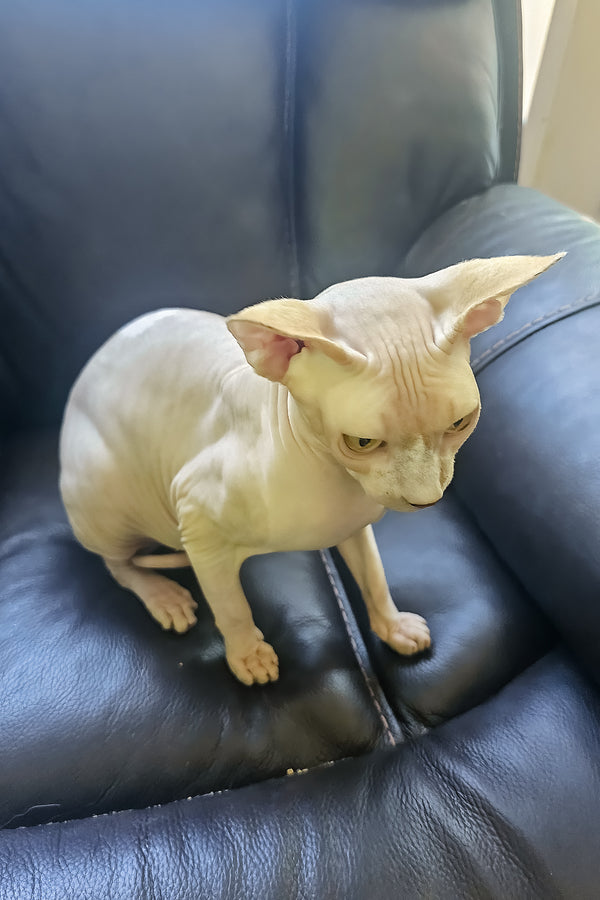 Simba | Canadian Sphynx Kitten