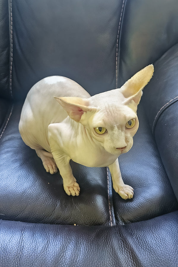 Simba | Canadian Sphynx Kitten