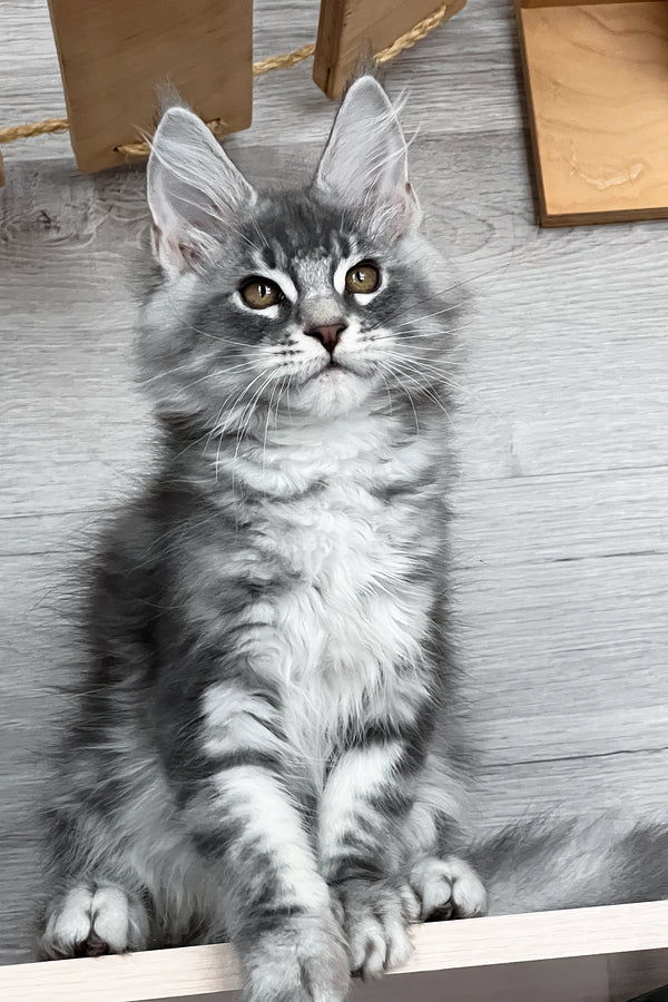 Volume | Maine Coon Kitten