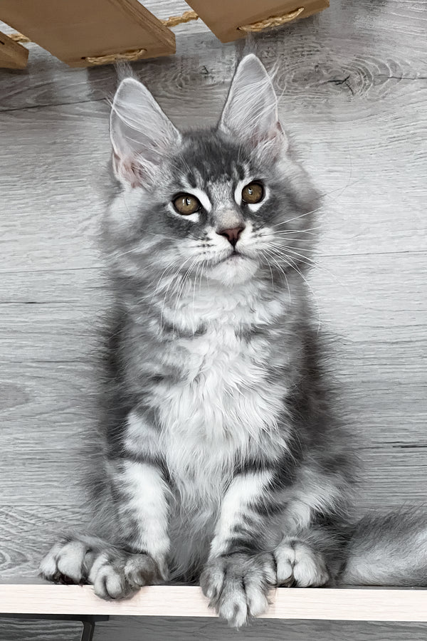 Volume | Maine Coon Kitten
