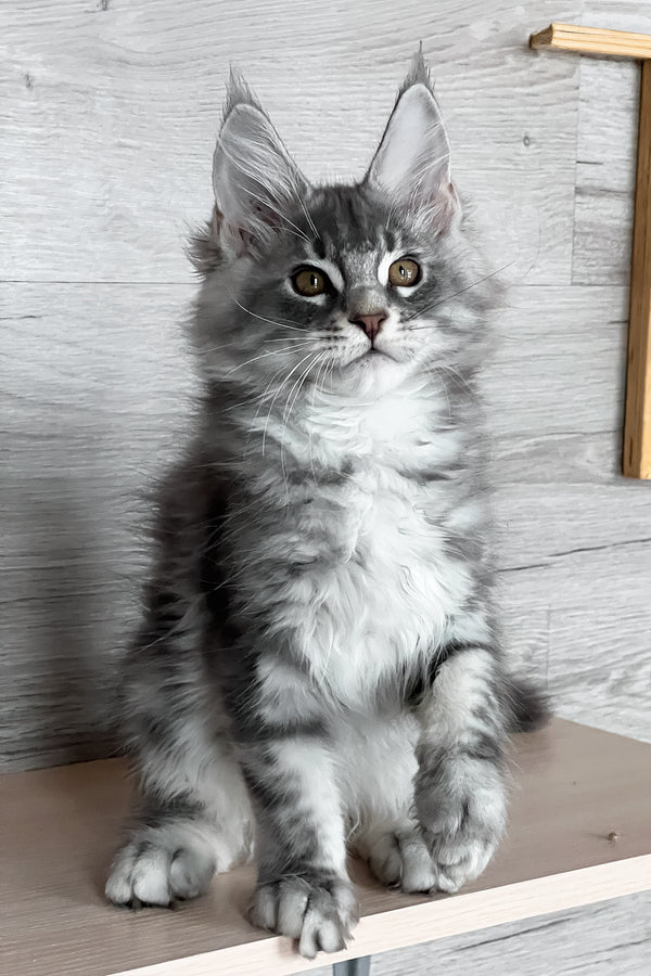 Volume | Maine Coon Kitten