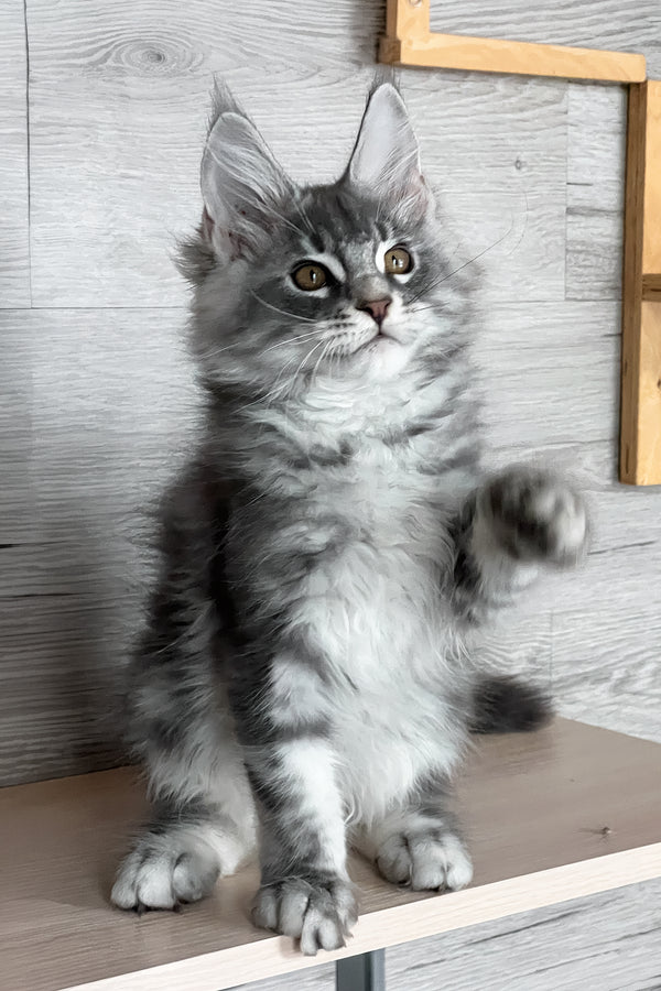 Volume | Maine Coon Kitten