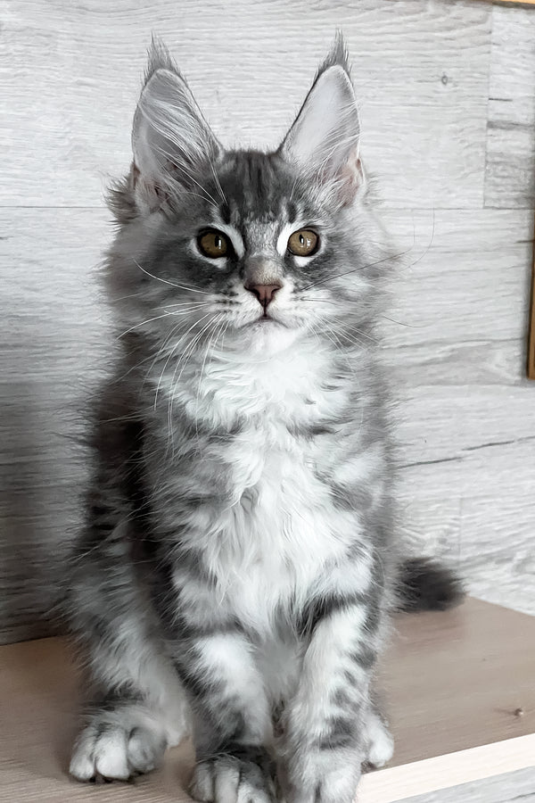 Volume | Maine Coon Kitten