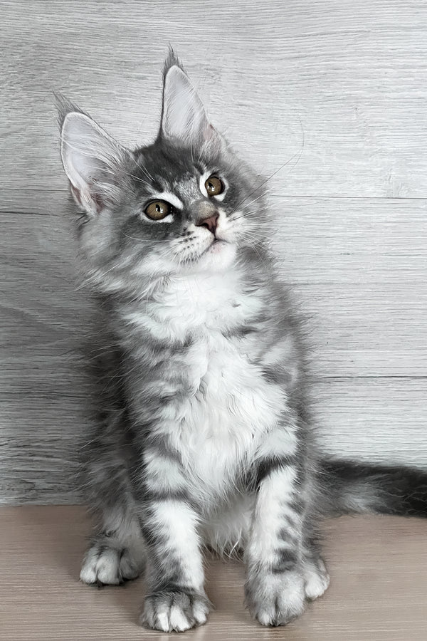 Volume | Maine Coon Kitten