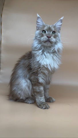 Smile | Maine Coon Kitten