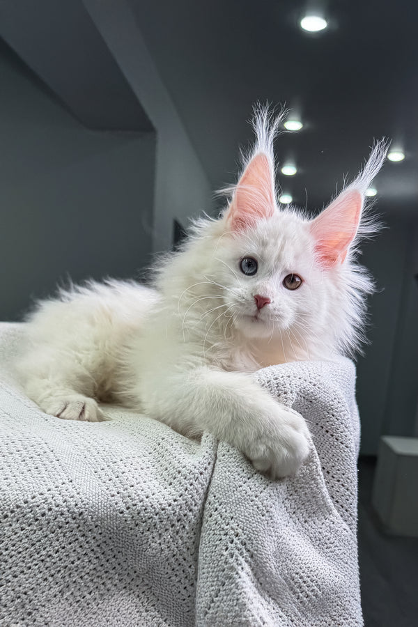 Henriett | Maine Coon Kitten