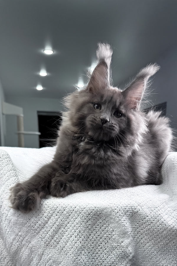 Quardo | Maine Coon Kitten