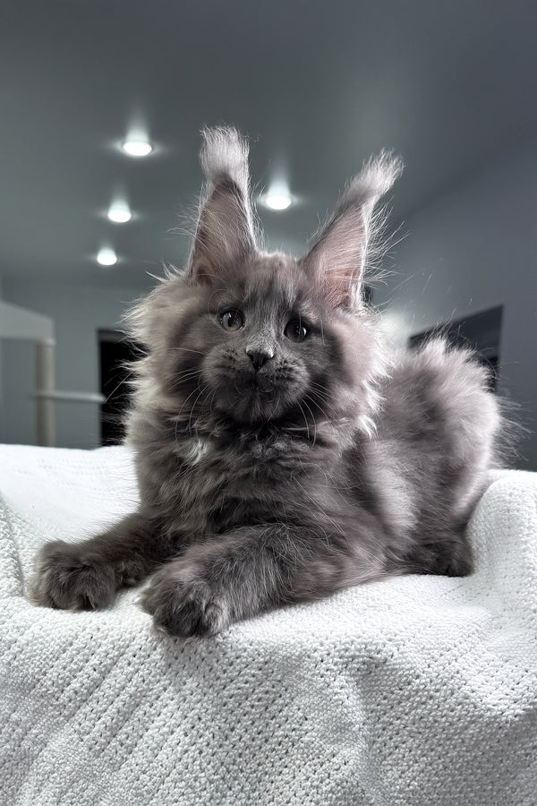 Quardo | Maine Coon Kitten