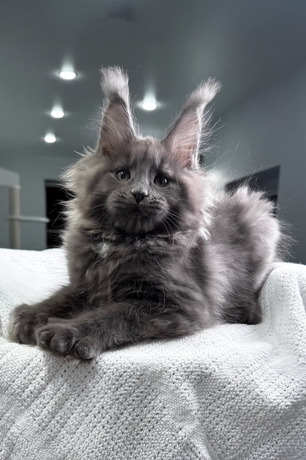 Quardo | Maine Coon Kitten