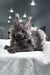 Quardo | Maine Coon Kitten