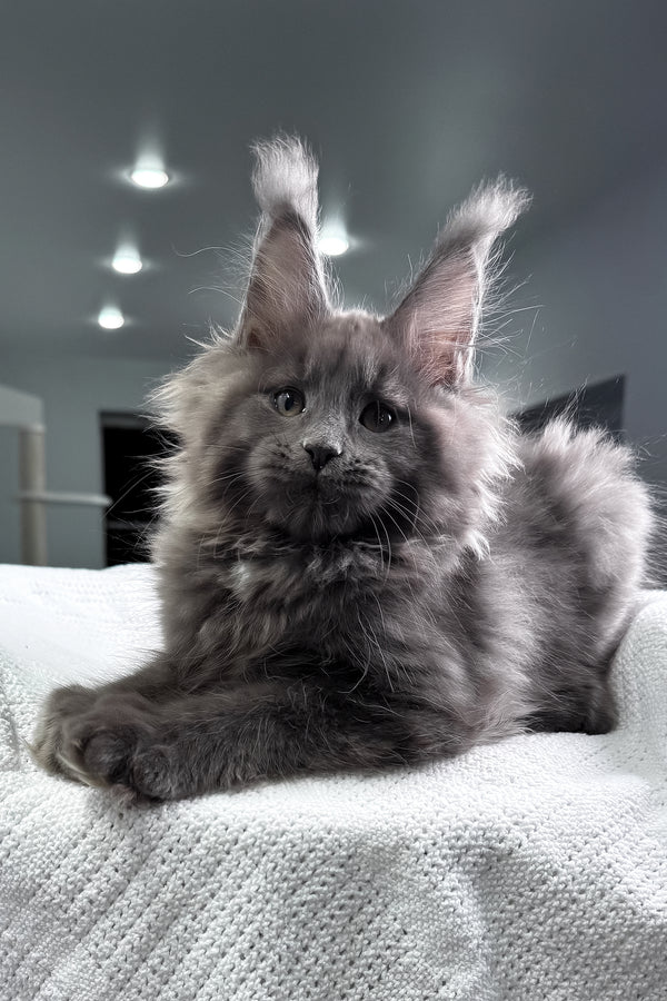 Quardo | Maine Coon Kitten