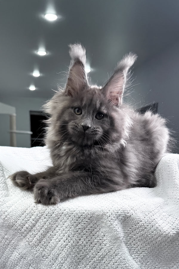 Quardo | Maine Coon Kitten