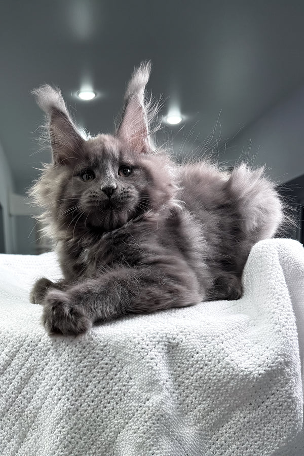 Quardo | Maine Coon Kitten
