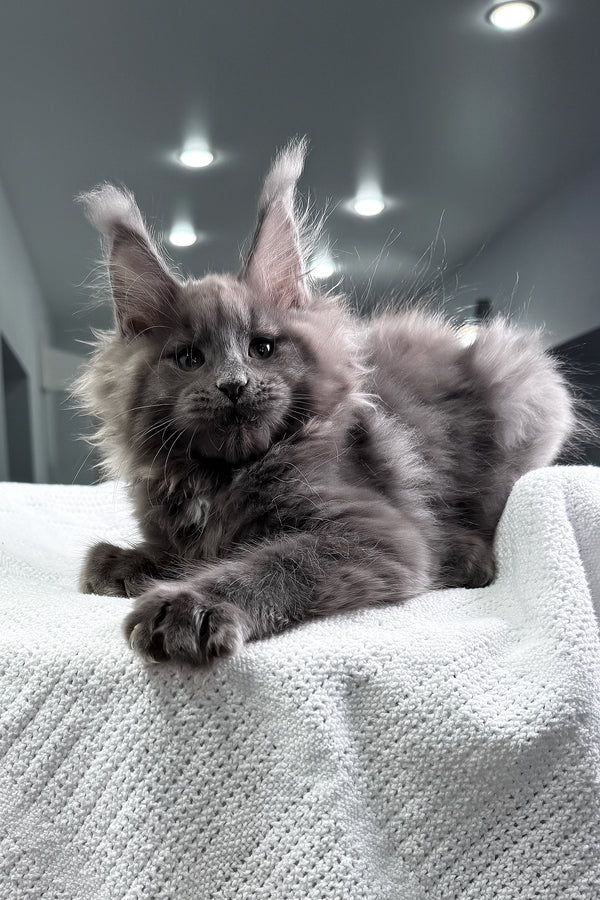 Quardo | Maine Coon Kitten