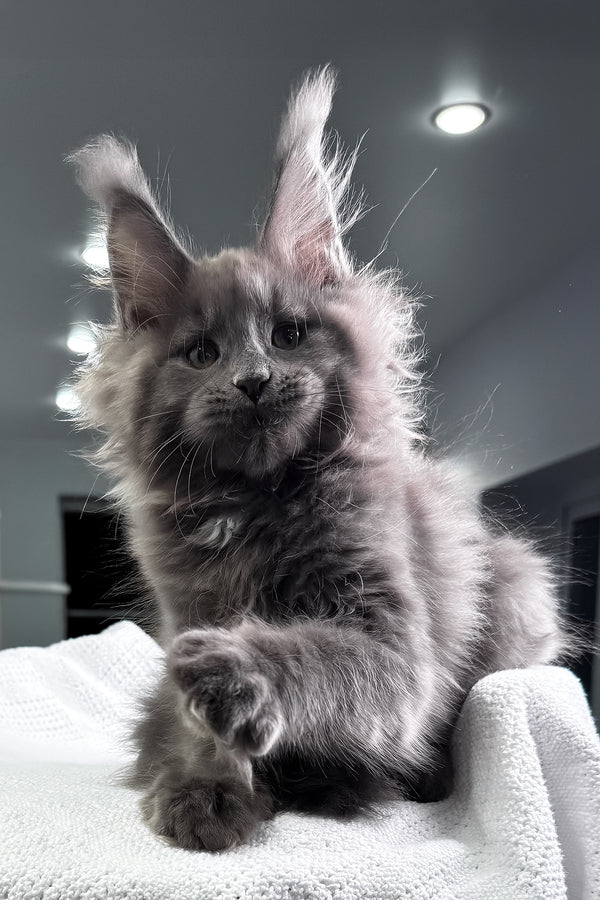 Quardo | Maine Coon Kitten