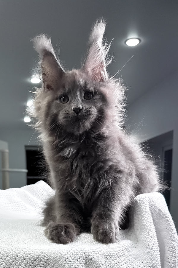 Quardo | Maine Coon Kitten