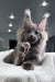 Quardo | Maine Coon Kitten