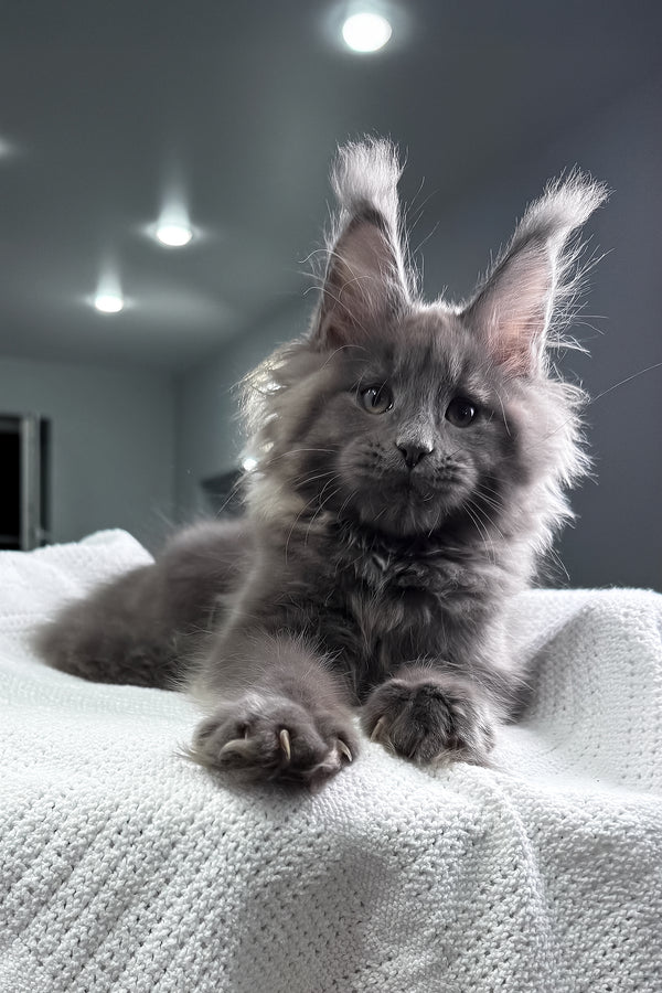 Quardo | Maine Coon Kitten