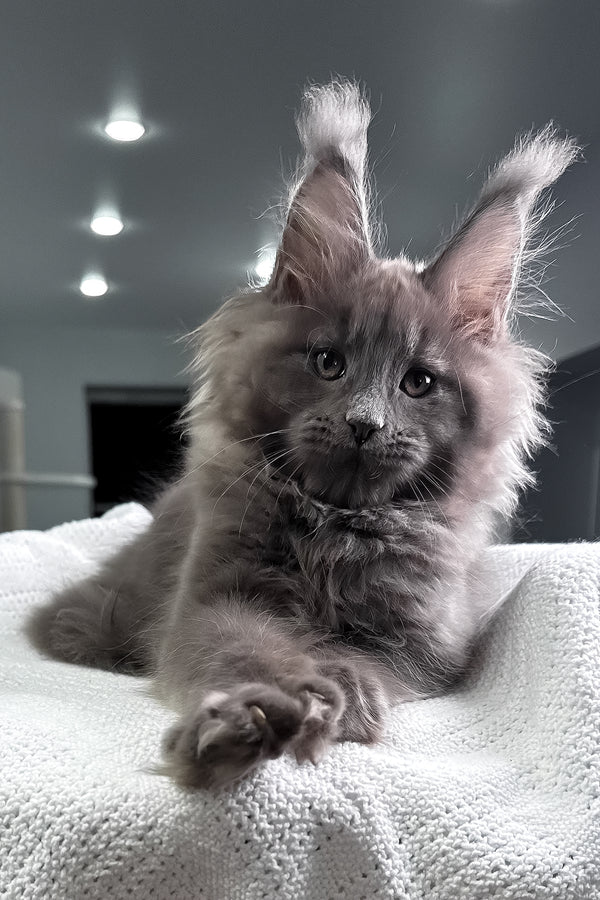 Quardo | Maine Coon Kitten