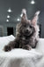 Quardo | Maine Coon Kitten