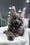 Quardo | Maine Coon Kitten