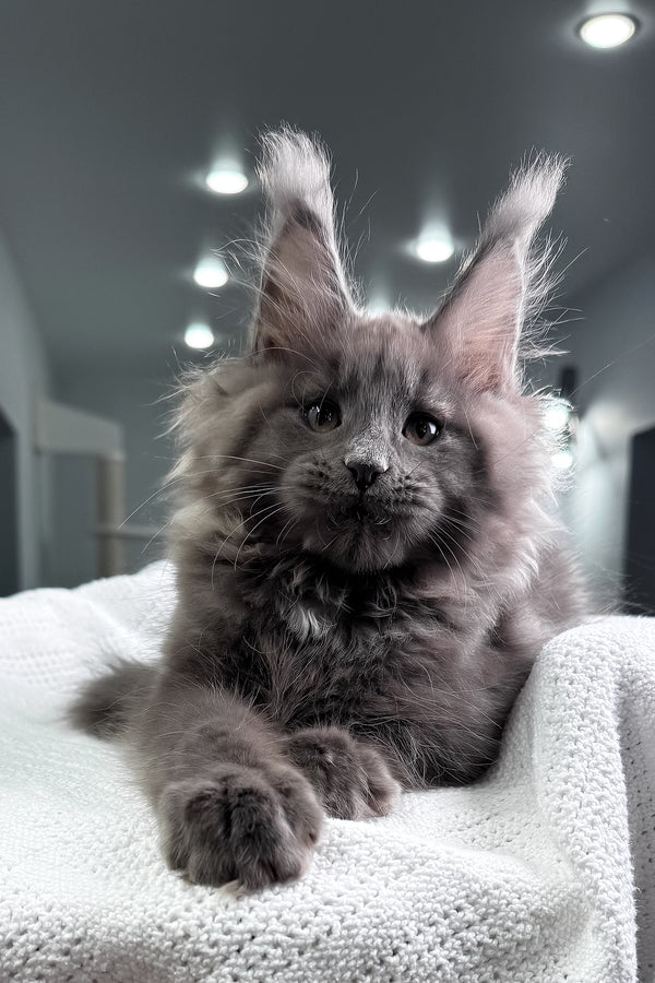 Quardo | Maine Coon Kitten