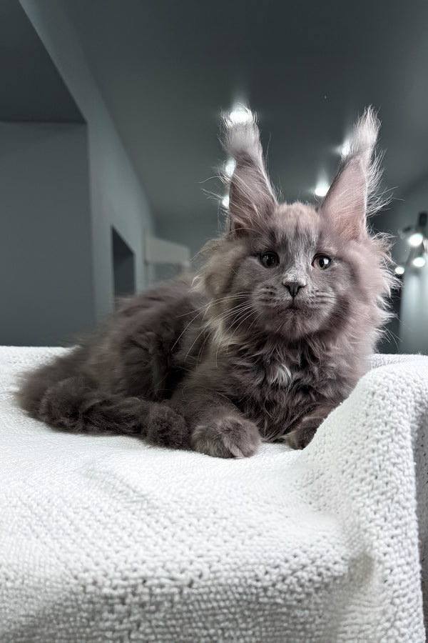 Quardo | Maine Coon Kitten