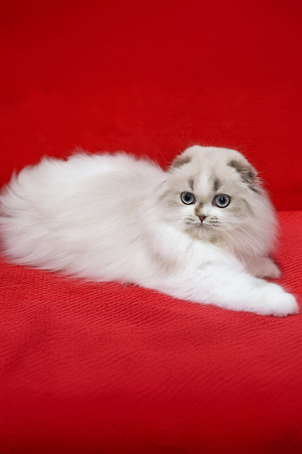 Yujin | Scottish Fold Longhair Kitten