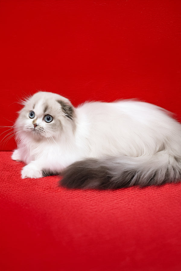 Yujin | Scottish Fold Longhair Kitten