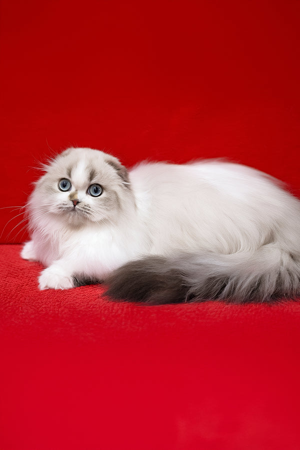 Yujin | Scottish Fold Longhair Kitten