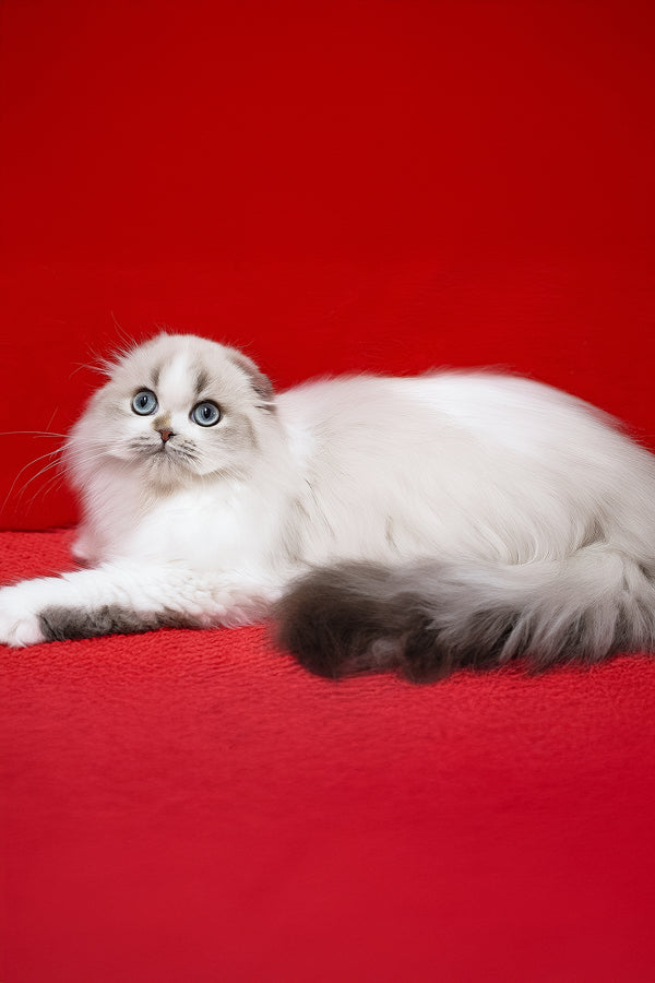 Yujin | Scottish Fold Longhair Kitten