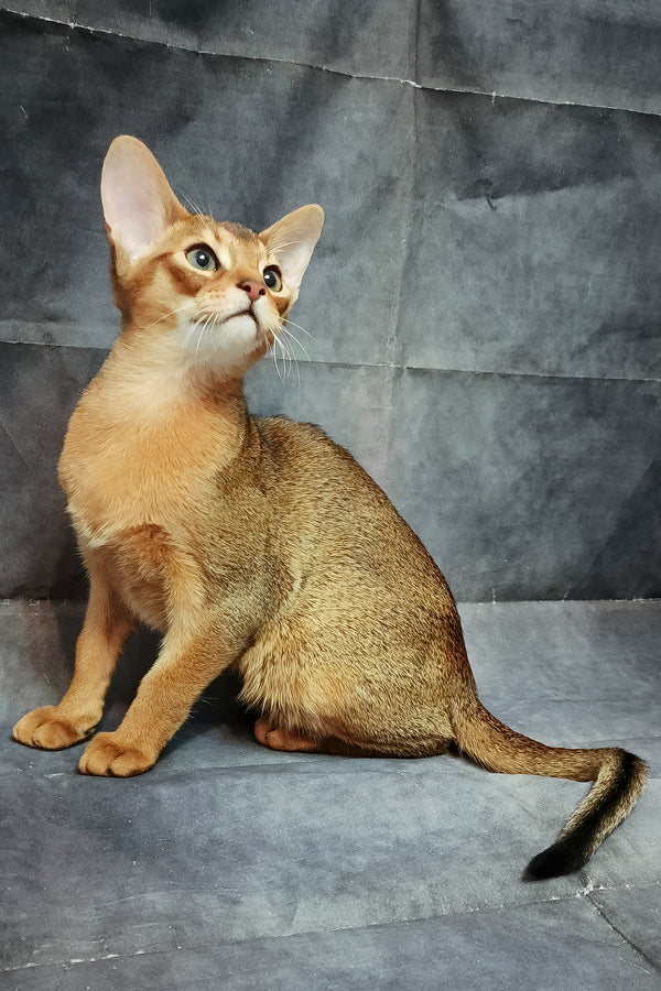 Douglas | Abyssinian Kitten