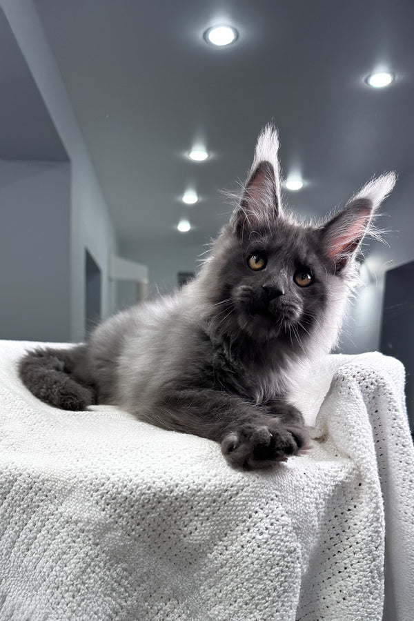 Martin | Maine Coon Kitten