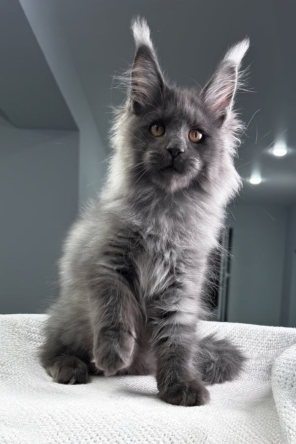 Martin | Maine Coon Kitten