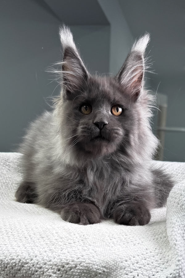 Martin R Coon Martin Maine Coon Kitten Stunning Yellow Eyes