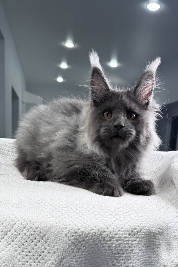 Martin | Maine Coon Kitten