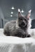 Martin | Maine Coon Kitten