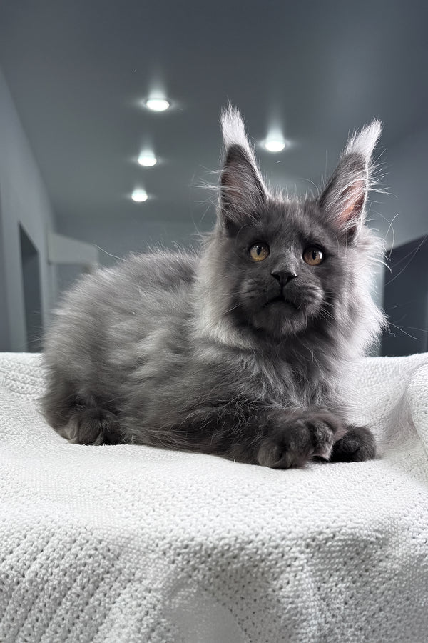 Martin | Maine Coon Kitten
