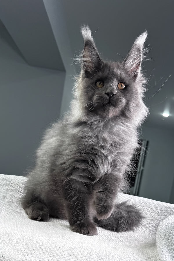 Martin | Maine Coon Kitten