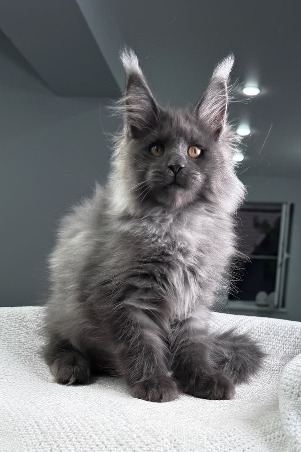 Martin | Maine Coon Kitten